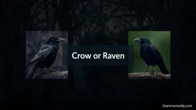 Crow or Raven